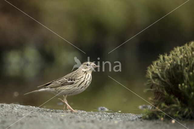 Boompieper (Anthus trivialis)