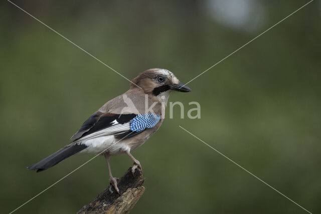 Vlaamse Gaai (Garrulus glandarius)