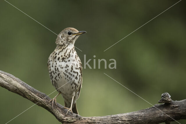 Mistle Thrush (Turdus viscivorus)