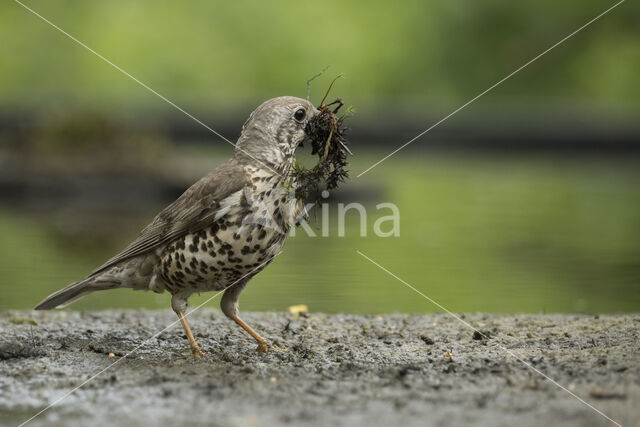 Mistle Thrush (Turdus viscivorus)