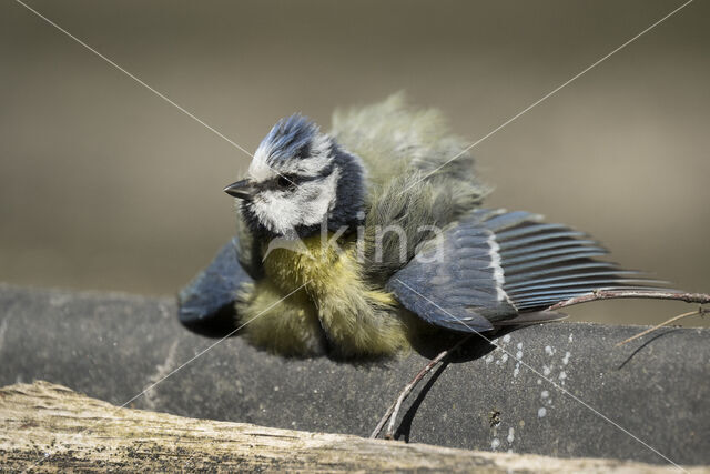 Blue Tit (Parus caeruleus)