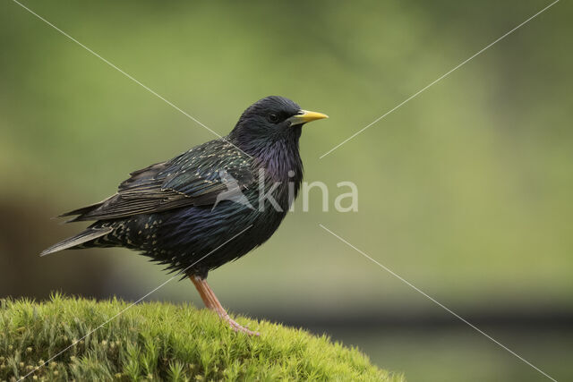 European Starling (Sturnus vulgaris)