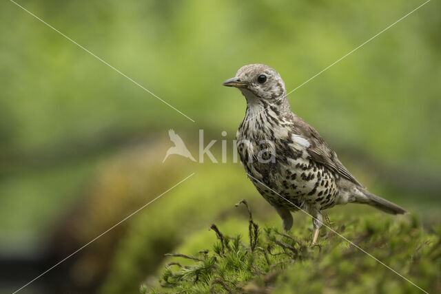 Grote Lijster (Turdus viscivorus)