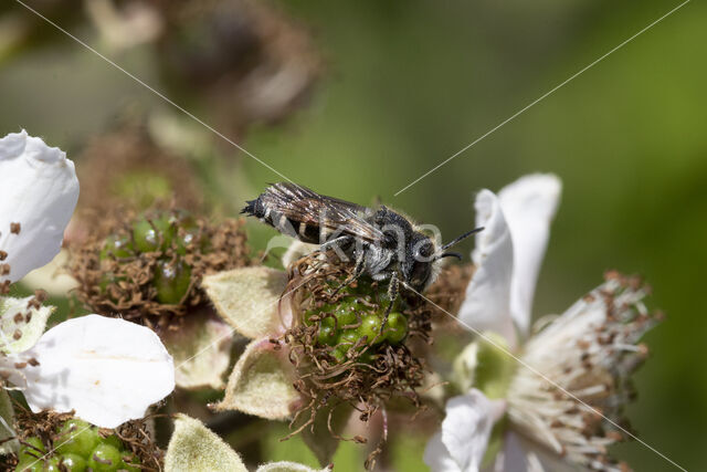 Coelioxys quadridentata