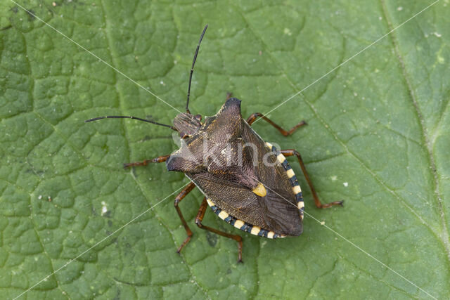 roodpootschildwants (pentatoma rufipes)