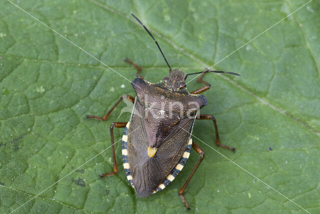 roodpootschildwants (pentatoma rufipes)