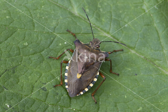 roodpootschildwants (pentatoma rufipes)