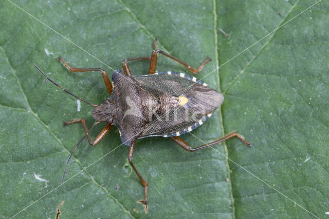 roodpootschildwants (pentatoma rufipes)