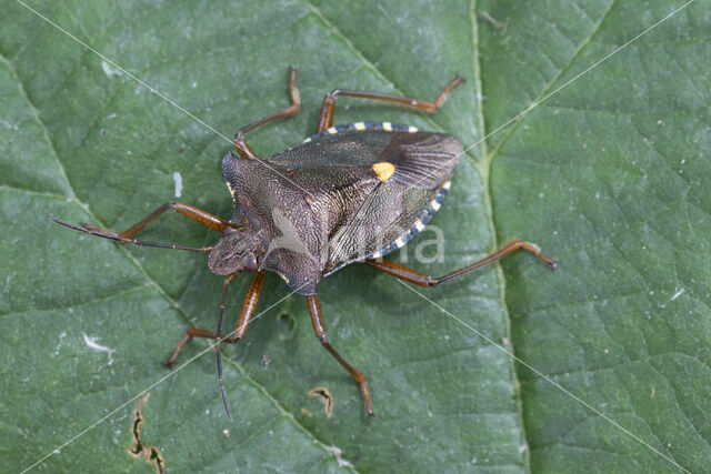 roodpootschildwants (pentatoma rufipes)