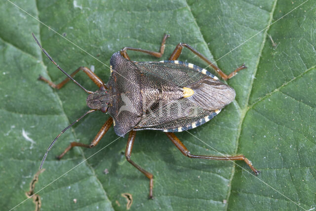 roodpootschildwants (pentatoma rufipes)