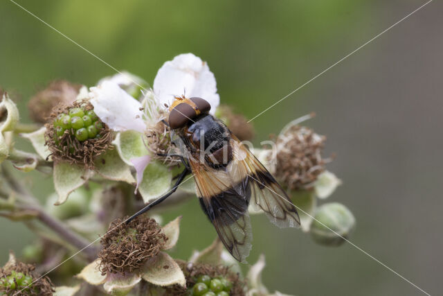 White-banded Drone Fly (Volucella pellucens)