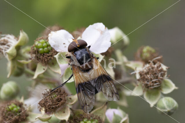 White-banded Drone Fly (Volucella pellucens)