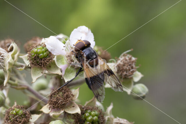 White-banded Drone Fly (Volucella pellucens)