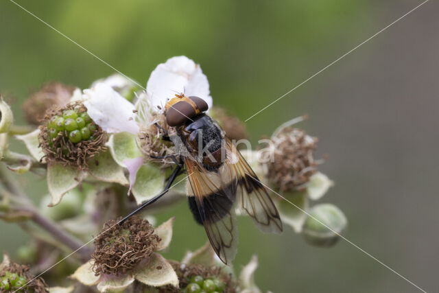 White-banded Drone Fly (Volucella pellucens)