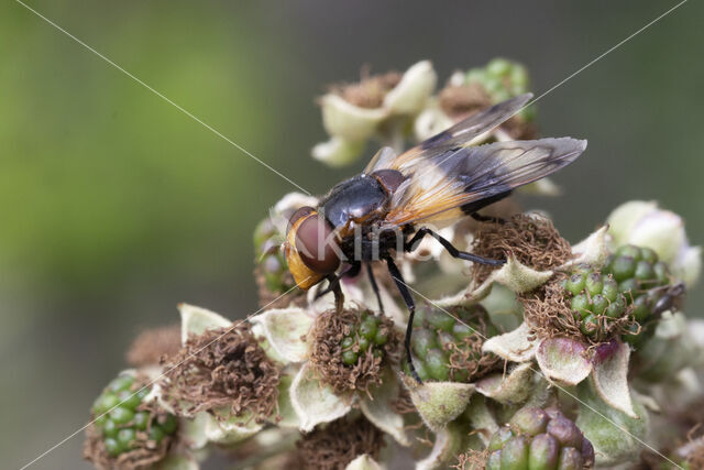 White-banded Drone Fly (Volucella pellucens)