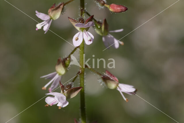 Enchanter's-nightshade (Circaea lutetiana)