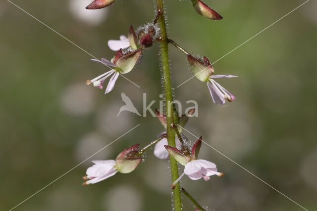 Enchanter's-nightshade (Circaea lutetiana)