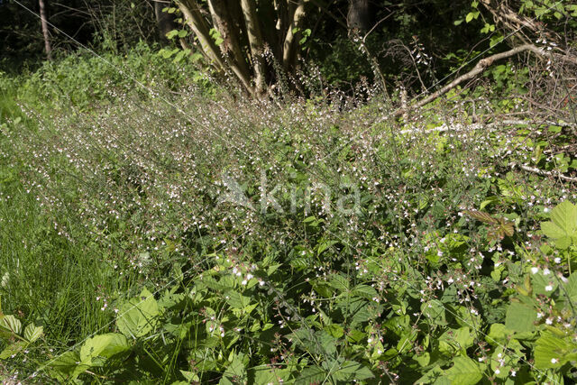 Groot heksenkruid (Circaea lutetiana)