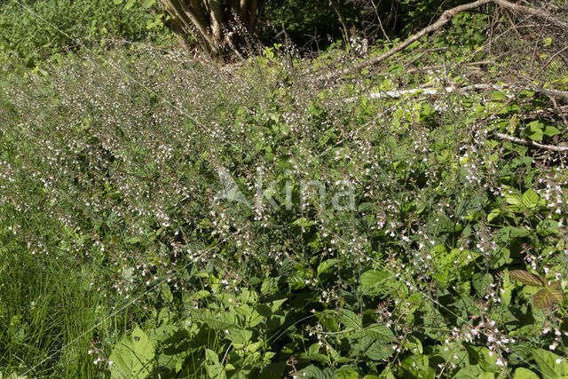 Groot heksenkruid (Circaea lutetiana)