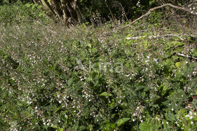 Groot heksenkruid (Circaea lutetiana)