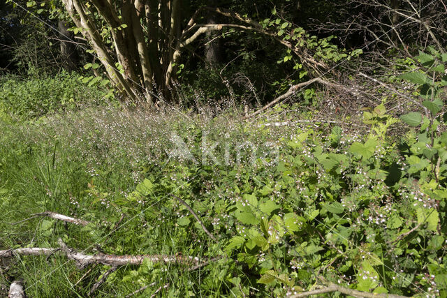 Enchanter's-nightshade (Circaea lutetiana)