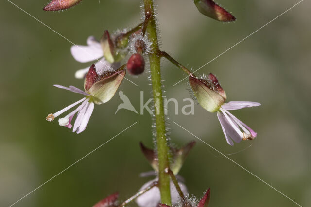 Enchanter's-nightshade (Circaea lutetiana)