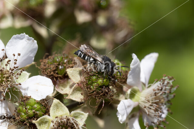 Heidekegelbij (Coelioxys quadridentata)