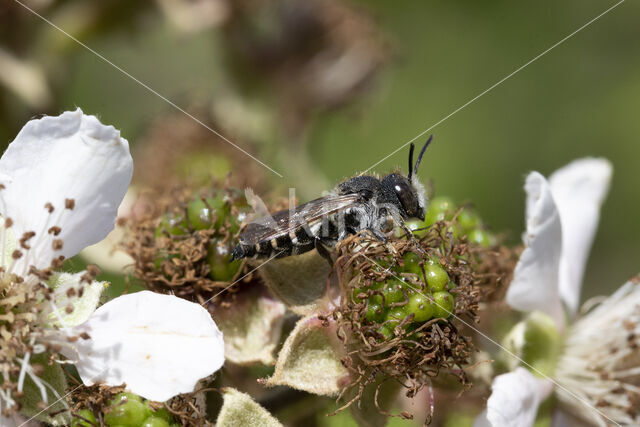 Heidekegelbij (Coelioxys quadridentata)