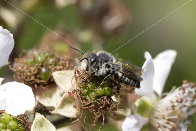 Heidekegelbij (Coelioxys quadridentata)