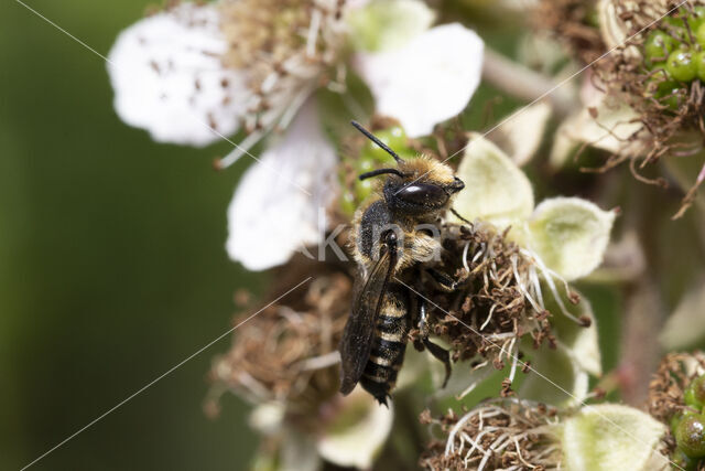 Coelioxys quadridentata