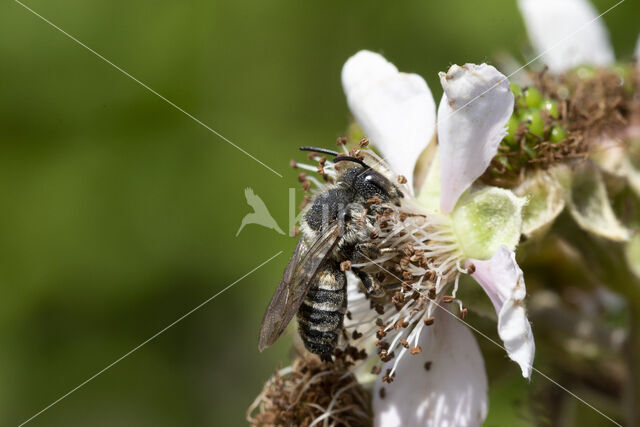 Coelioxys quadridentata