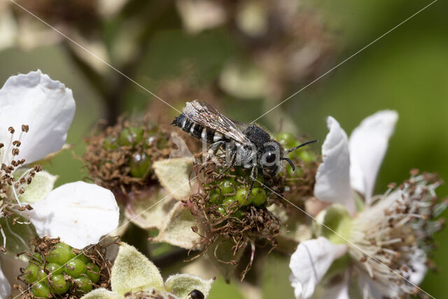 Heidekegelbij (Coelioxys quadridentata)