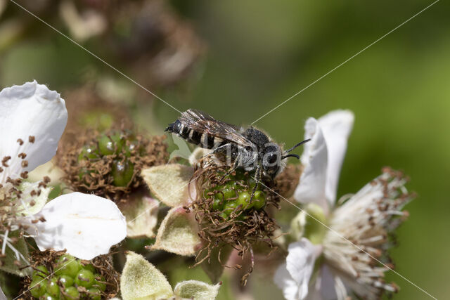 Heidekegelbij (Coelioxys quadridentata)