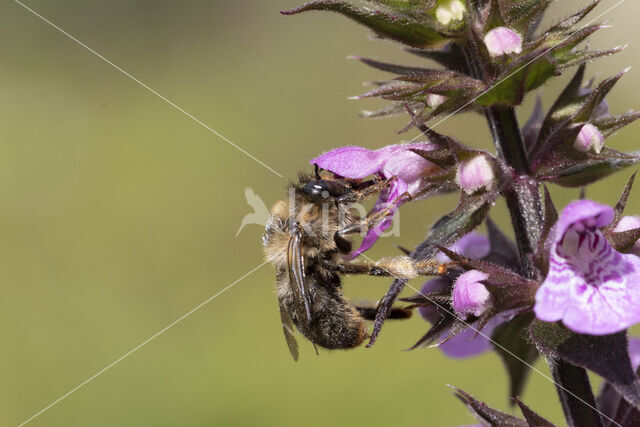 Fork-tailed Flower Bee (Anthophora furcata)