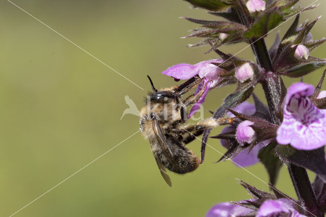 Fork-tailed Flower Bee (Anthophora furcata)