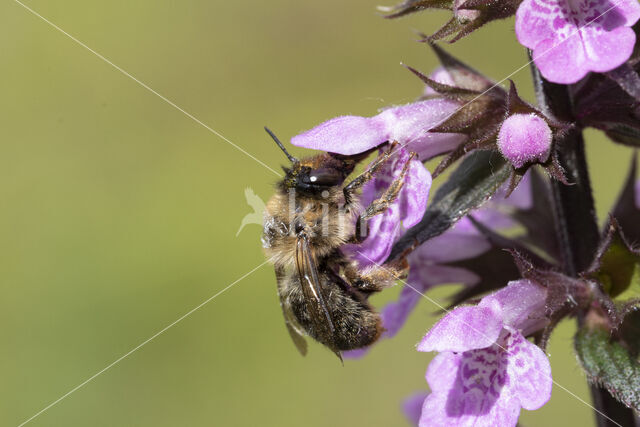 Fork-tailed Flower Bee (Anthophora furcata)