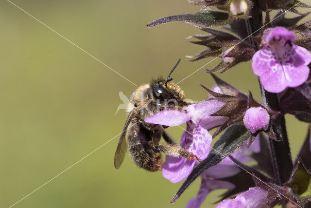 Fork-tailed Flower Bee (Anthophora furcata)