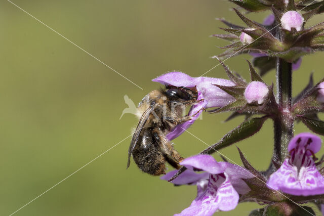 Fork-tailed Flower Bee (Anthophora furcata)