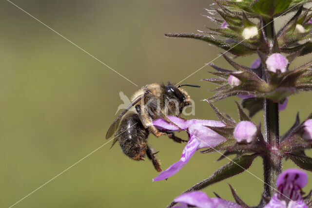 Fork-tailed Flower Bee (Anthophora furcata)