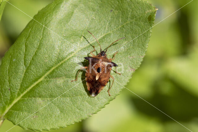 elasmucha ferrugata