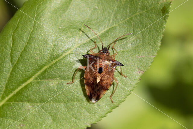 bosbeskielwants (elasmucha ferrugata)