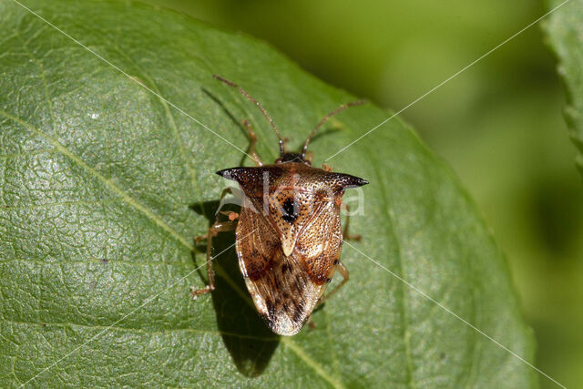 elasmucha ferrugata