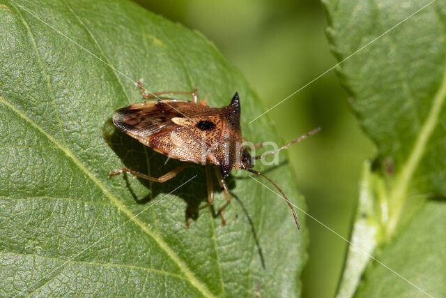 elasmucha ferrugata