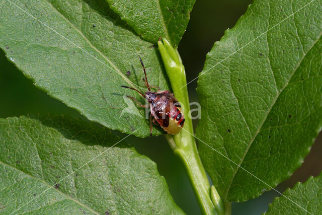 elasmucha ferrugata