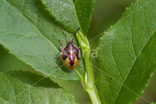 elasmucha ferrugata