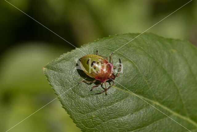 bosbeskielwants (elasmucha ferrugata)