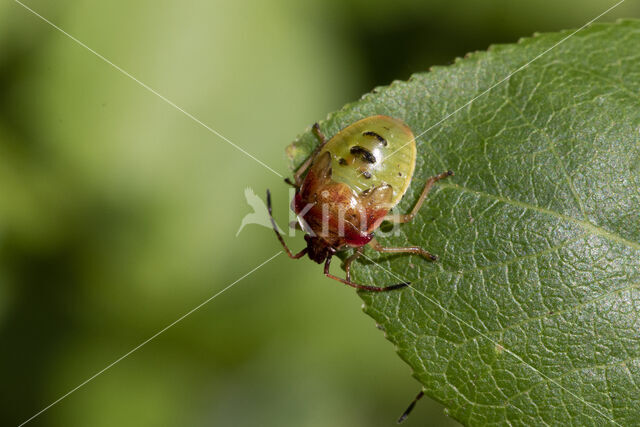 elasmucha ferrugata