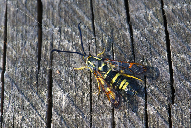 Yellow-legged Clearwing (Synanthedon vespiformis)