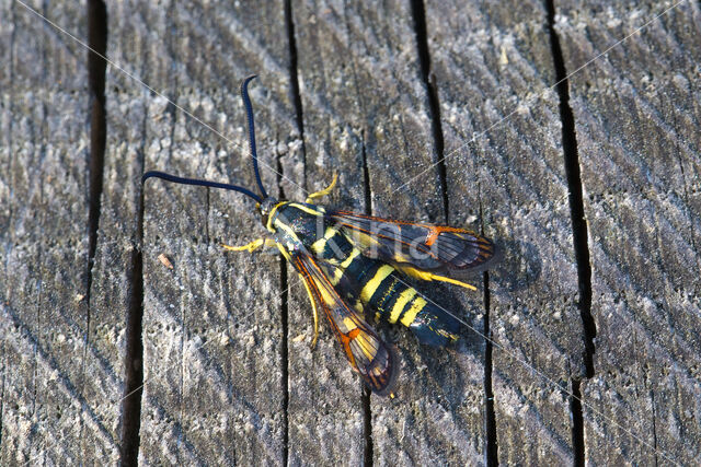 Yellow-legged Clearwing (Synanthedon vespiformis)