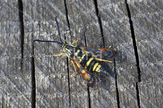 Yellow-legged Clearwing (Synanthedon vespiformis)